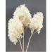 HYDRANGEA PEEGEE PRESERVED 16" Bleached-